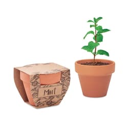 MINT POT 1
