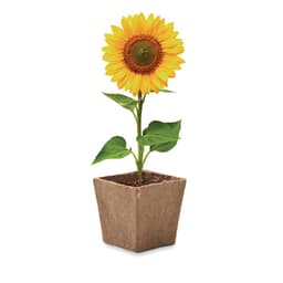 SUNFLOWER KIT 3