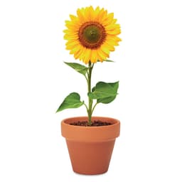 SUNFLOWER 5