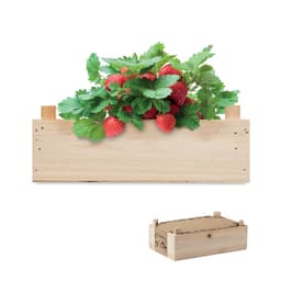 STRAWBERRY 1
